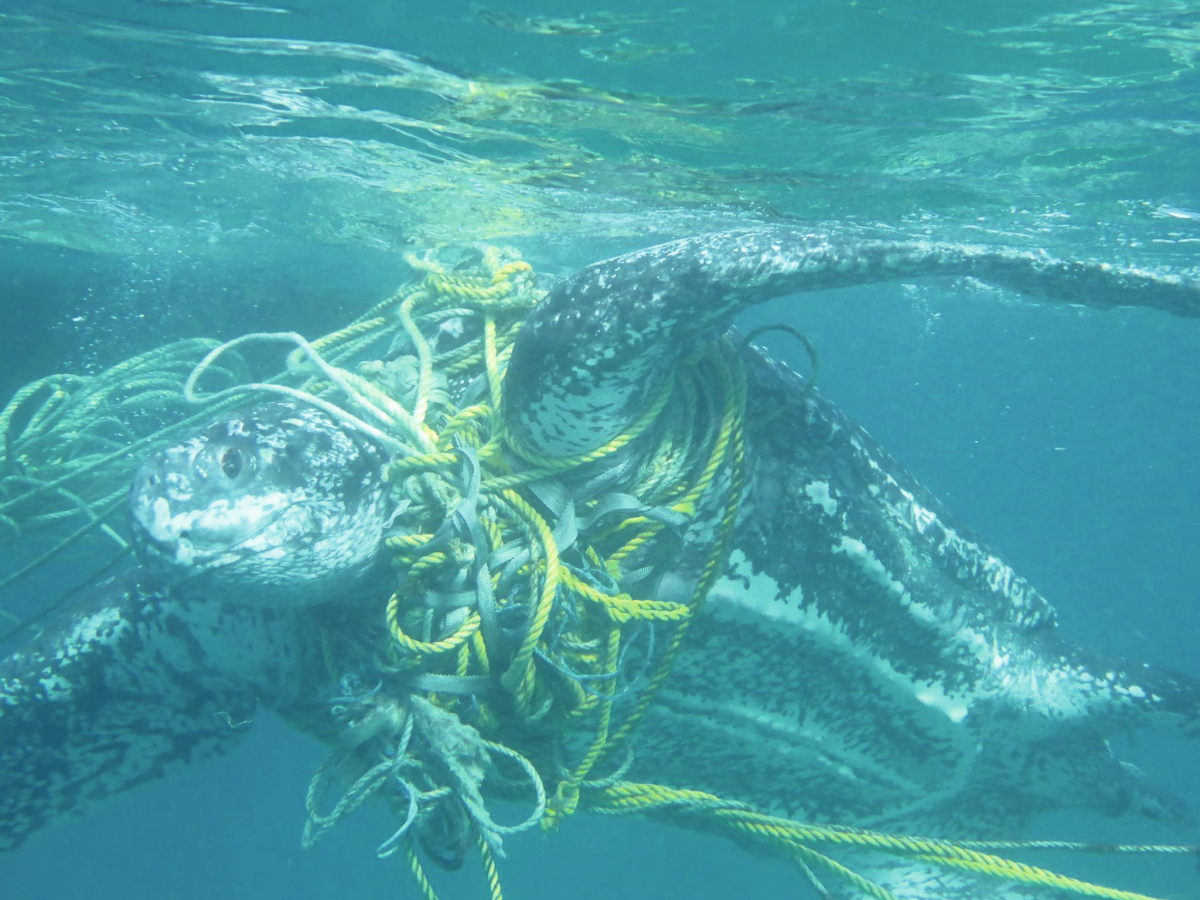 Plastikmull Im Meer Auswirkungen Und Losungsstrategien Recovery