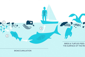  10 Food chain  