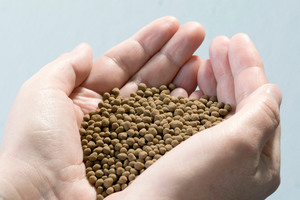  The final phosphate fertilizer granulate from the sewage sludge ash can be used directly as fertilizer 
