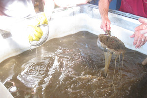  The sink/swim process separates, for example, heavy sand grains from lighter plastic particles 