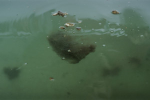  This is an underwater view of heavy particles separating from lighter particles 