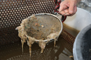  Das PP und PA6 lässt sich dann von der Wasseroberfläche abschöpfen und kann dem Waschverfahren zugeführt werden 